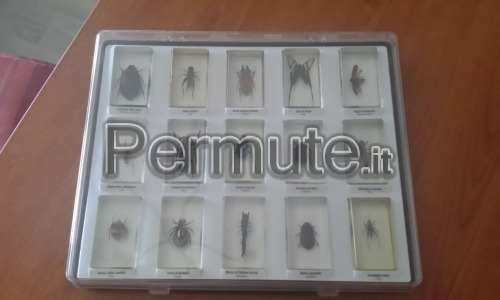 collezione di insetti