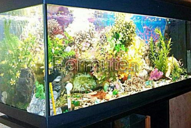 Acquario da 300 lt genova in permuta, acquari, pesci e tartarughe ... Pesci e acquario a letto