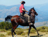 Cavallo fondo arabo da trekking