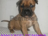 american staffordshire terrier