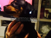 Cuccioli Zwergpinscher ( Pinscher nano & toy )