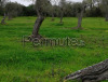 terreno agricolo fronte strada asfaltata piantumato.