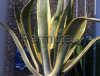 Agave