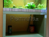 Acquario Askoll Pure green