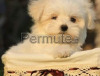 Maltese mini toy