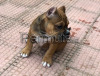 Cuccioli di american bully