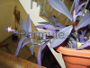 Talee di tradescantia pallida