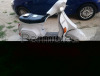 Vendo vespa 50 hp4