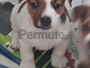 Scambio cucciolo di jack russel 50 giorni