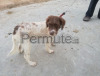 Cucciolo di lagotto