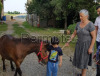 Scambio pony con cavallo