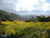 Terreno edificabile sulla prima collina di Bordighera(IM)