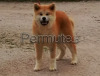 Cucciola di Akita Inu