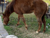 Scambio quarter horse