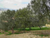 Oliveto e terreno coltivabile nei pressi di Ancarano