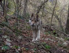 Cedo cuccioli di lupo cecoslovacco genitori entrambi con pedigree