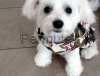 Scambio maltipoo maschio sei mesi con maltipoo femmina Toy