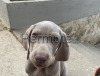 Weimaraner cuccioli