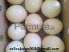 Uova fertili &ndash; Diverse specie di pappagalli