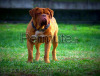 Cuccioli di dogue de bordeaux