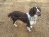 Cucciolo springer spaniel