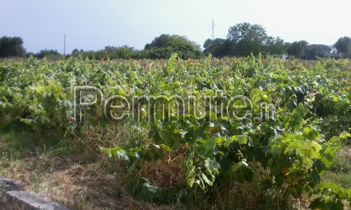 TERRENO CON VIGNETO CON CASA DA RISTRUTTURARE