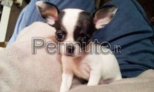 Scambio Cuccioli di Chihuahua