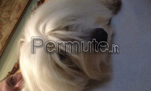 Coton de tulear offresi per accoppiamento