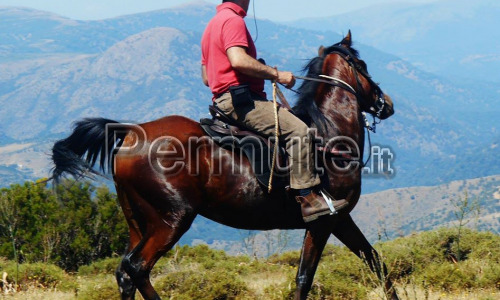 Cavallo fondo arabo da trekking