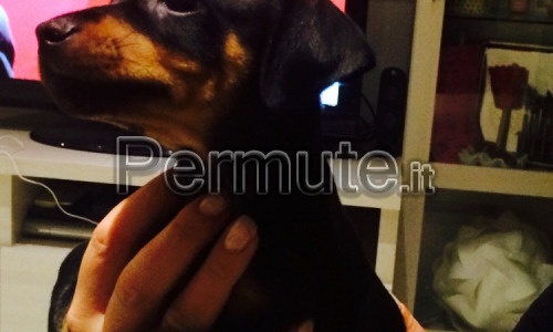 Cuccioli Zwergpinscher ( Pinscher nano & toy )