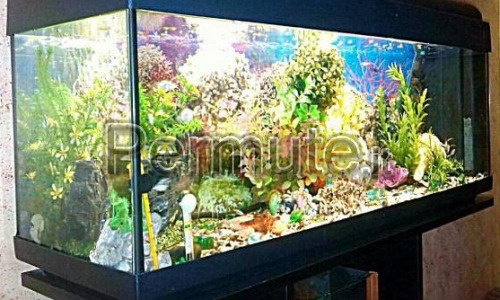 acquario da 300 Lt