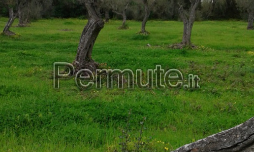 terreno agricolo fronte strada asfaltata piantumato.