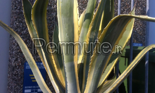 Agave