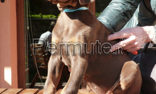 Cucciola di Dobermann marrone