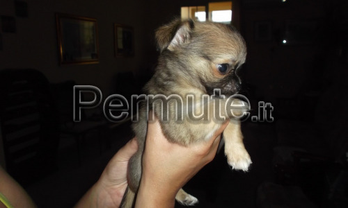 chihuahua permuto o scambio con utilitaria