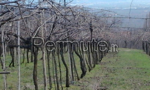 Fabbricato Parz. Ristrutturato con Vigneto