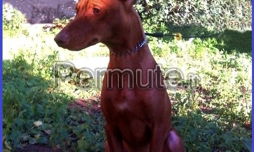 Cirneco dell'Etna cucciolone 5mesi