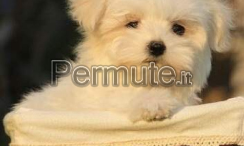 Maltese mini toy