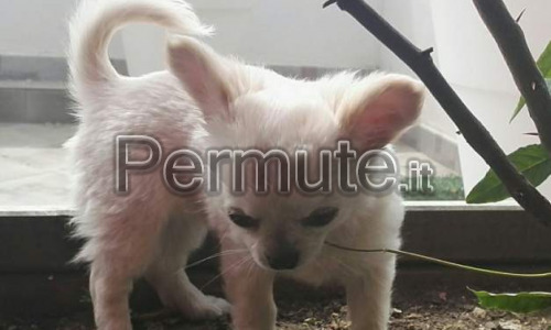 Disponibili cuccioli di CHIHUAHUA MINI TOY ** REGALO