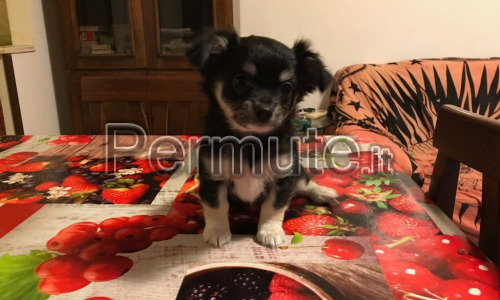 cucciolo di chihuahua