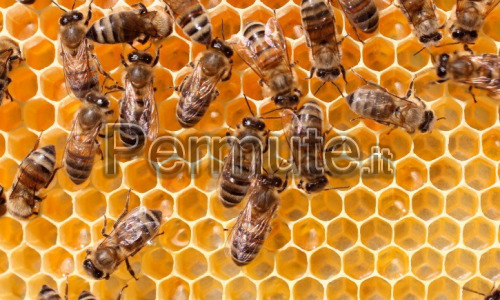 famiglie d'api