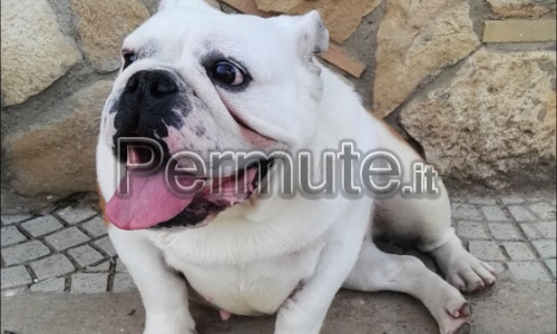 Bulldog inglese