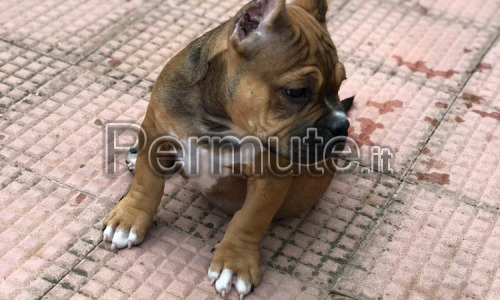 Cuccioli di american bully