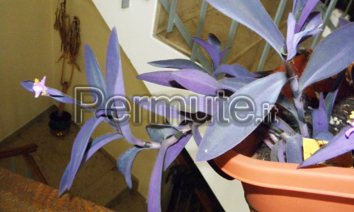 Talee di tradescantia pallida