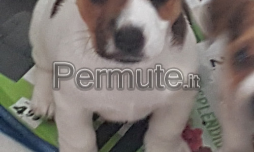 Scambio cucciolo di jack russel 50 giorni