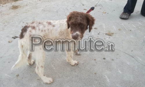 Cucciolo di lagotto