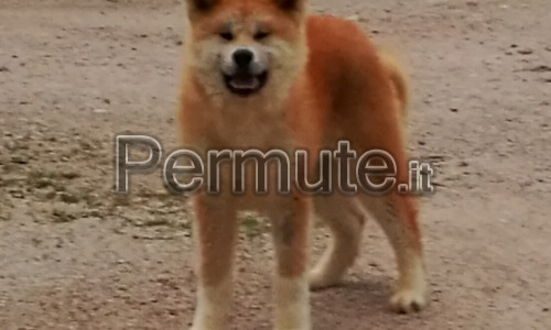 Cucciola di Akita Inu