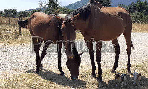 Permuto cavalli con mezzi