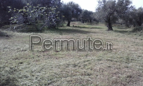 Terreno agricolo Messina nord