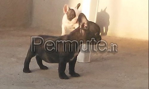 Scambio bouledogue francese